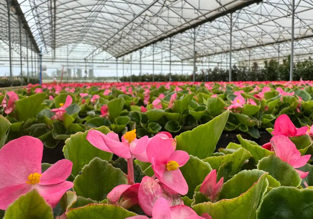Plantes locales Faremoutiers – Les Jardins de la Brie
