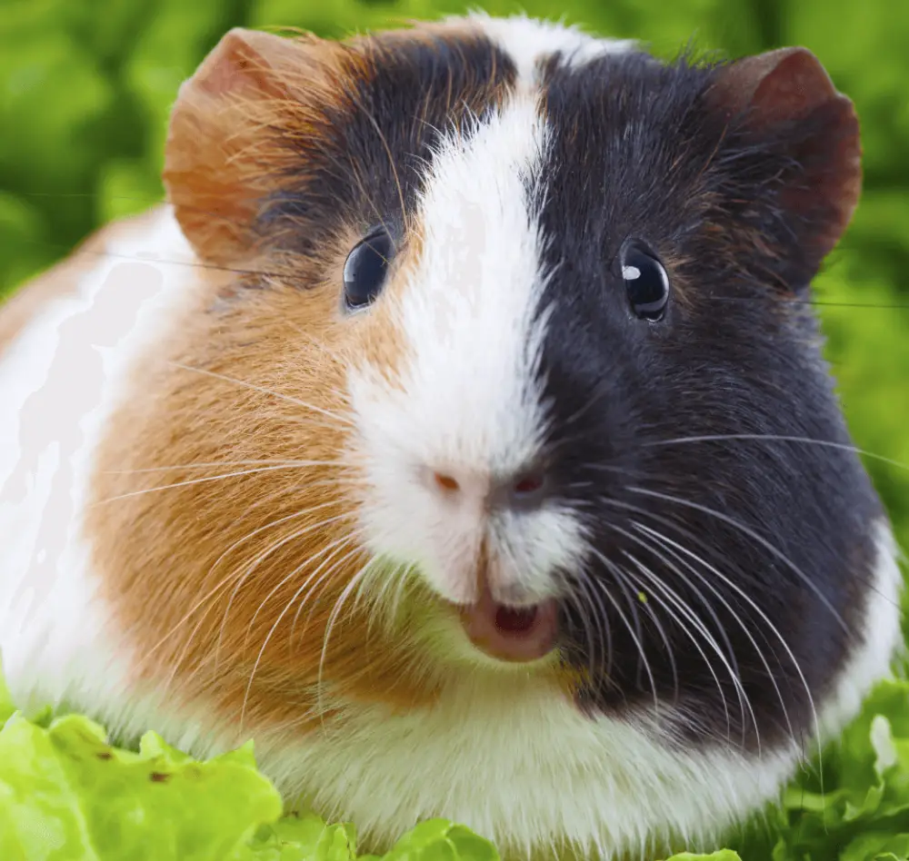 Animalerie pour animaux de compagnie Jardins de la Brie Les Compagnons des Saisons